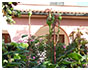 the pink house farm Castagneto Carducci Donoratico
